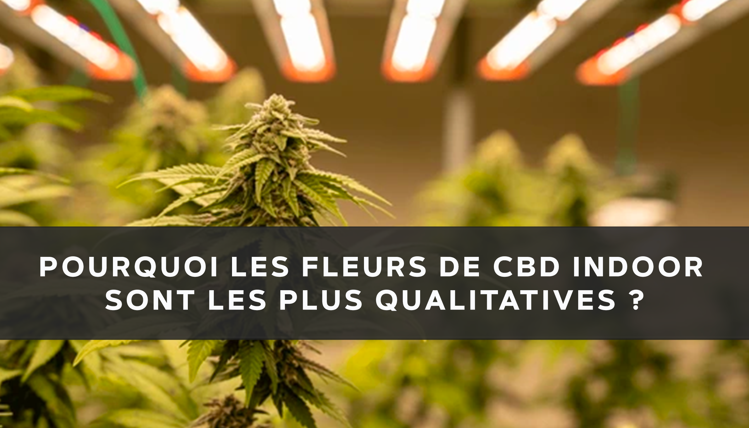 Fleur de chanvre CBD Indoor , cultivée en environnement contrôlé pour infusion.