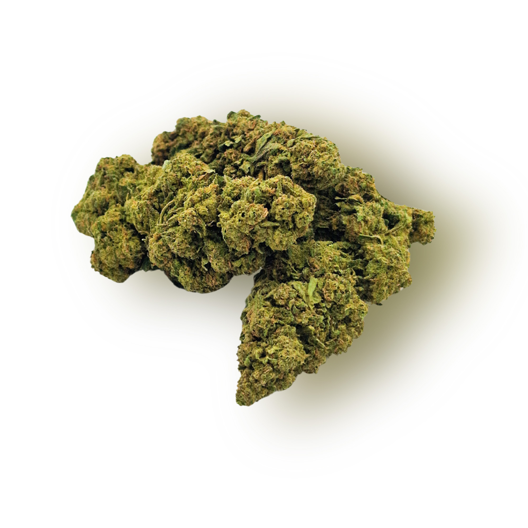 Jack Herer – Image 2